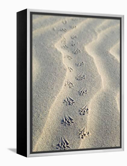 Mouse Footprints in the Sand of Dunes, Belgium-Philippe Clement-Framed Premier Image Canvas