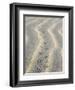 Mouse Footprints in the Sand of Dunes, Belgium-Philippe Clement-Framed Photographic Print