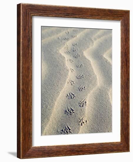 Mouse Footprints in the Sand of Dunes, Belgium-Philippe Clement-Framed Photographic Print