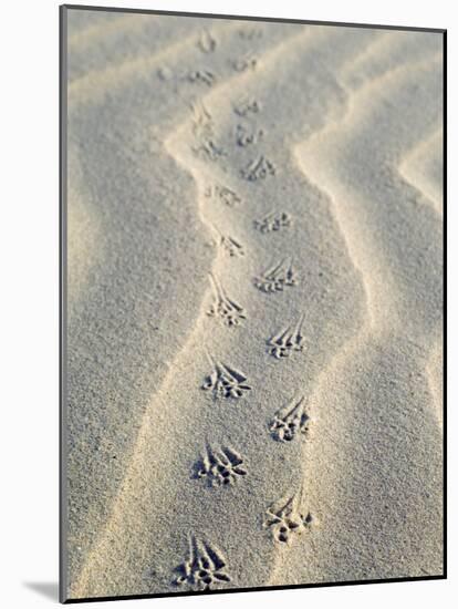 Mouse Footprints in the Sand of Dunes, Belgium-Philippe Clement-Mounted Photographic Print