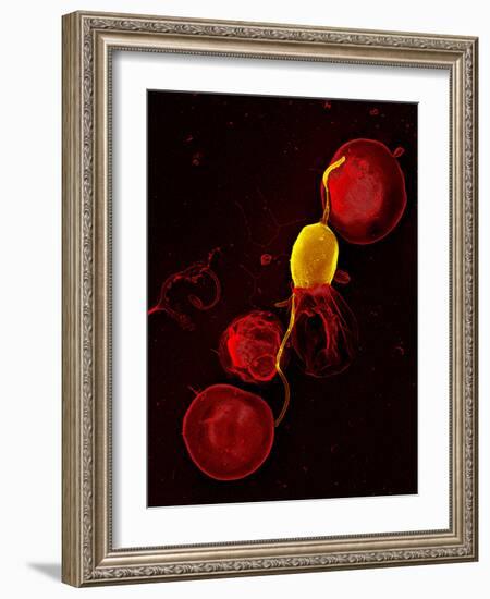 Mouse Malaria Parasite, SEM-Science Photo Library-Framed Photographic Print