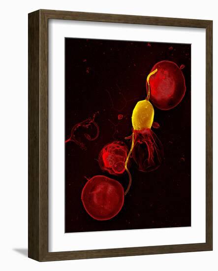 Mouse Malaria Parasite, SEM-Science Photo Library-Framed Photographic Print