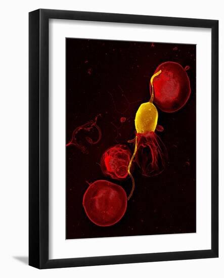 Mouse Malaria Parasite, SEM-Science Photo Library-Framed Photographic Print