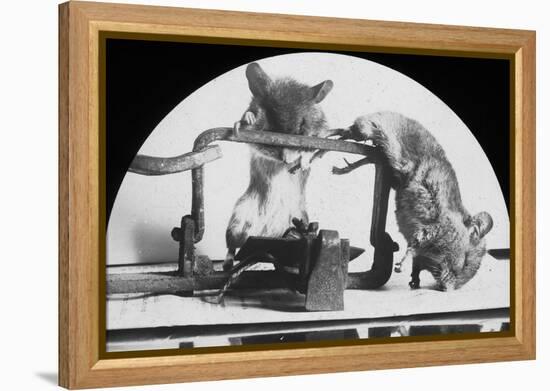 Mouse or Rat Trap?, Late 19th or Early 20th Century-null-Framed Premier Image Canvas