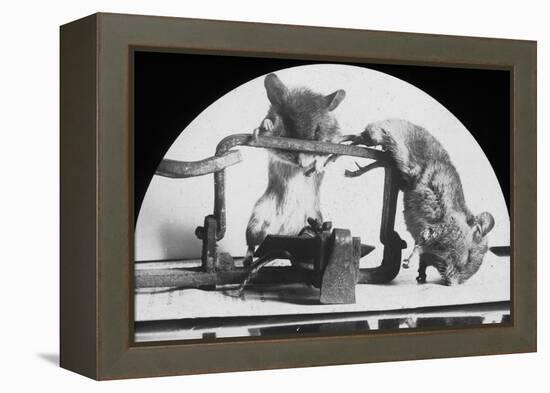 Mouse or Rat Trap?, Late 19th or Early 20th Century-null-Framed Premier Image Canvas