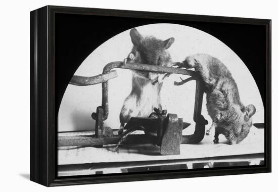 Mouse or Rat Trap?, Late 19th or Early 20th Century-null-Framed Premier Image Canvas