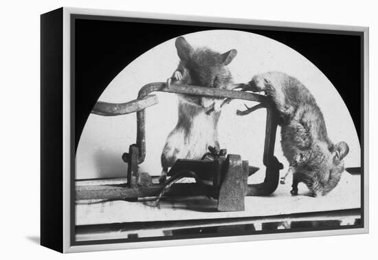 Mouse or Rat Trap?, Late 19th or Early 20th Century-null-Framed Premier Image Canvas