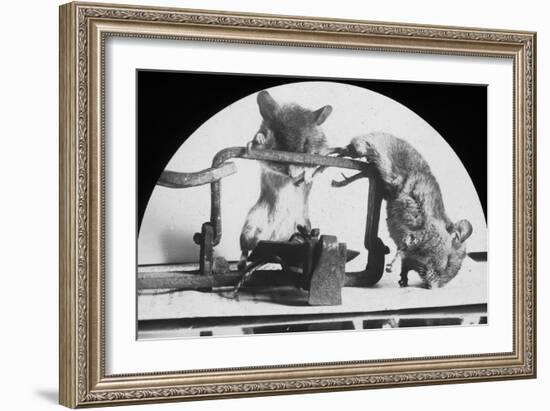 Mouse or Rat Trap?, Late 19th or Early 20th Century-null-Framed Photographic Print