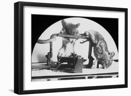 Mouse or Rat Trap?, Late 19th or Early 20th Century-null-Framed Photographic Print