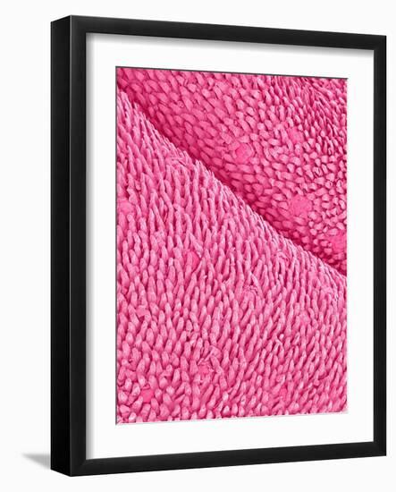 Mouse Tongue-Micro Discovery-Framed Photographic Print