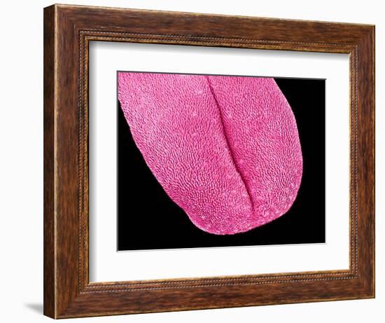 Mouse tongue-Micro Discovery-Framed Photographic Print