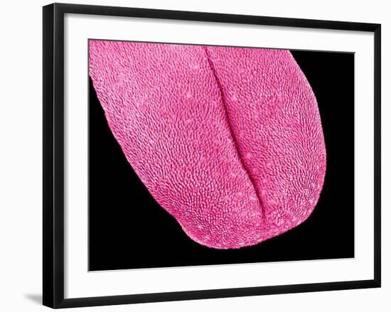 Mouse tongue-Micro Discovery-Framed Photographic Print