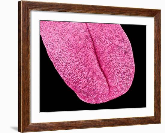 Mouse tongue-Micro Discovery-Framed Photographic Print
