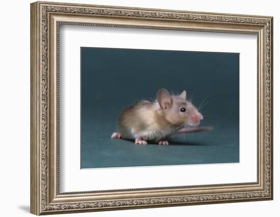 Mouse-DLILLC-Framed Photographic Print