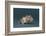 Mouse-DLILLC-Framed Photographic Print