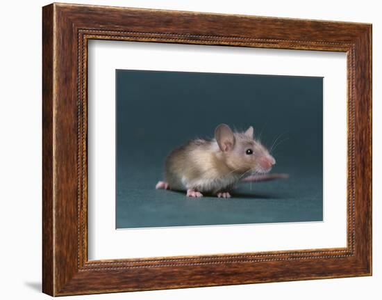 Mouse-DLILLC-Framed Photographic Print