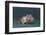 Mouse-DLILLC-Framed Photographic Print