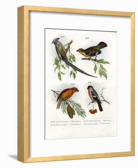 Mousebird, 1864-null-Framed Giclee Print