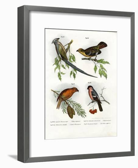 Mousebird, 1864-null-Framed Giclee Print