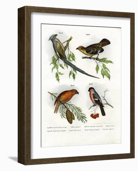 Mousebird, 1864-null-Framed Giclee Print