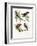 Mousebird, 1864-null-Framed Giclee Print