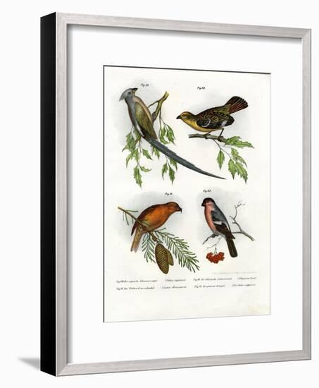 Mousebird, 1864-null-Framed Giclee Print