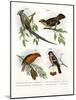 Mousebird, 1864-null-Mounted Giclee Print