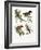 Mousebird, 1864-null-Framed Giclee Print