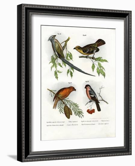 Mousebird, 1864-null-Framed Giclee Print