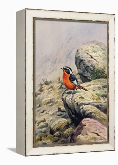 Moussier's Redstart-Carl Donner-Framed Premier Image Canvas