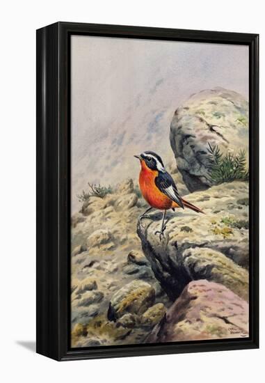 Moussier's Redstart-Carl Donner-Framed Premier Image Canvas