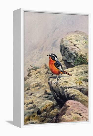 Moussier's Redstart-Carl Donner-Framed Premier Image Canvas