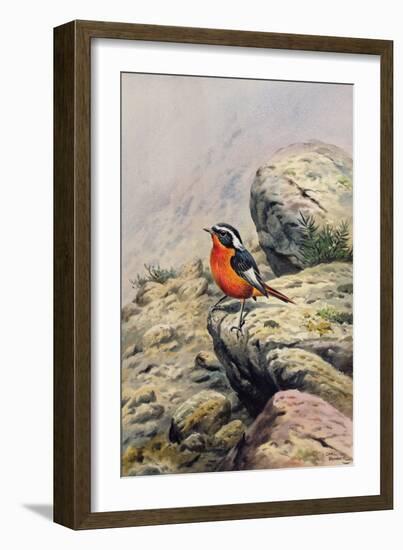 Moussier's Redstart-Carl Donner-Framed Giclee Print