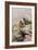 Moussier's Redstart-Carl Donner-Framed Giclee Print