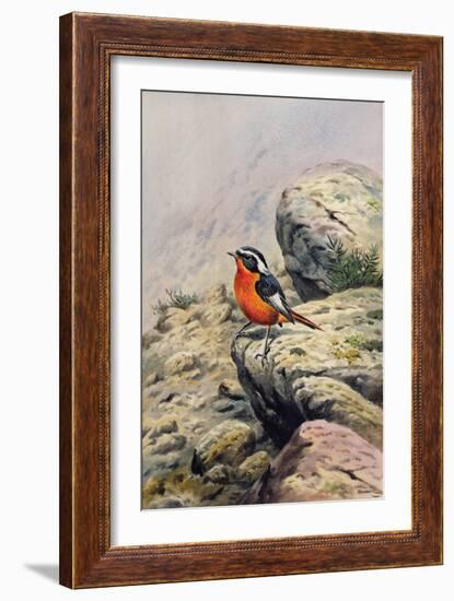 Moussier's Redstart-Carl Donner-Framed Giclee Print