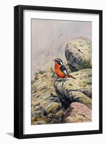 Moussier's Redstart-Carl Donner-Framed Giclee Print