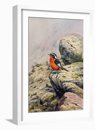 Moussier's Redstart-Carl Donner-Framed Giclee Print
