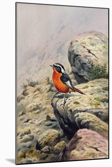 Moussier's Redstart-Carl Donner-Mounted Giclee Print