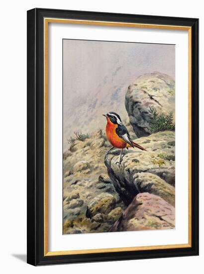 Moussier's Redstart-Carl Donner-Framed Giclee Print