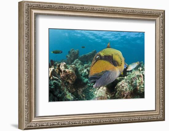 Moustache Triggerfish-Reinhard Dirscherl-Framed Photographic Print