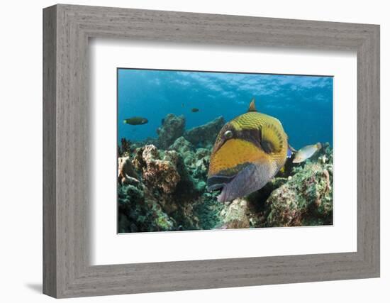 Moustache Triggerfish-Reinhard Dirscherl-Framed Photographic Print