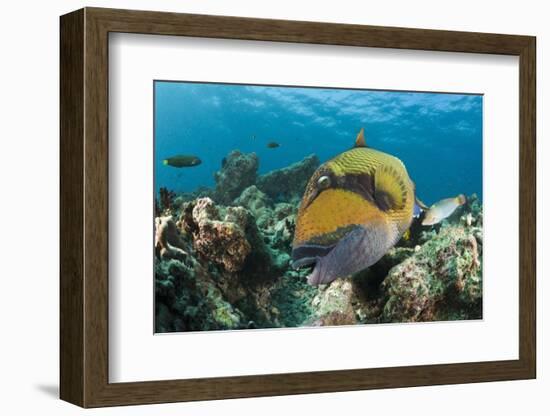 Moustache Triggerfish-Reinhard Dirscherl-Framed Photographic Print