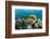 Moustache Triggerfish-Reinhard Dirscherl-Framed Photographic Print