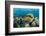 Moustache Triggerfish-Reinhard Dirscherl-Framed Photographic Print