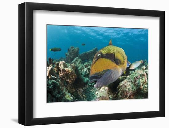 Moustache Triggerfish-Reinhard Dirscherl-Framed Photographic Print