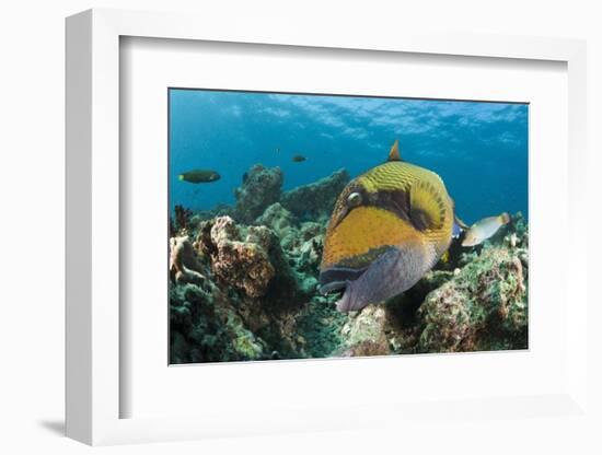 Moustache Triggerfish-Reinhard Dirscherl-Framed Photographic Print