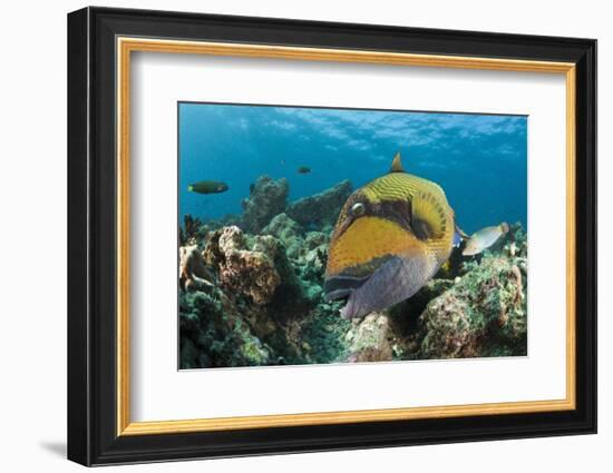 Moustache Triggerfish-Reinhard Dirscherl-Framed Photographic Print