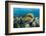 Moustache Triggerfish-Reinhard Dirscherl-Framed Photographic Print