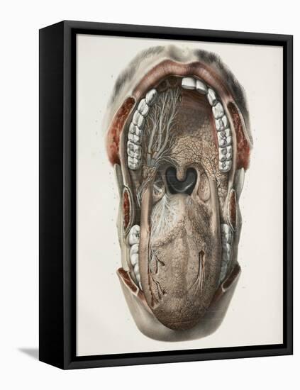 Mouth And Throat Nerves, 1844 Artwork-Science Photo Library-Framed Premier Image Canvas