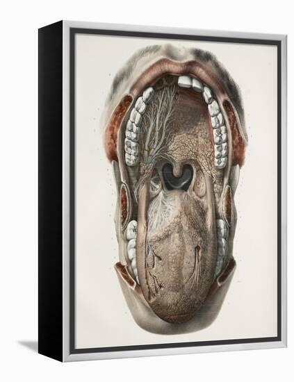 Mouth And Throat Nerves, 1844 Artwork-Science Photo Library-Framed Premier Image Canvas